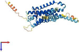 G Protein-Coupled Receptor 52 (GPR52) (AA 1-361) protein (His tag)