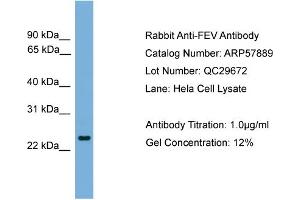 WB Suggested Anti-FEV  Antibody Titration: 0. (FEV anticorps  (N-Term))