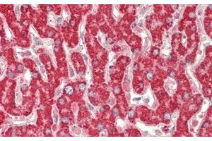 Detection of AST2 in Human Liver Tissue using Polyclonal Antibody to Aspartate Aminotransferase 2 (AST2) (AST2 (AA 30-430) anticorps)