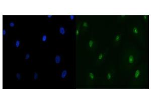 IF analysis of TIP49A/RUVBL1 using anti-TIP49A/RUVBL1 antibody (ABIN7599928). (RUVBL1 anticorps  (AA 13-23))