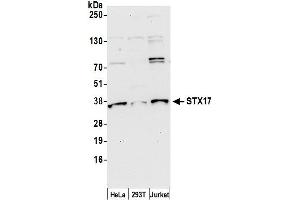 anti-Syntaxin 17 (STX17) (AA 150-200) antibody