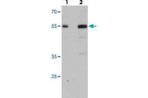 Western blot analysis of SDPR in HeLa cell lysate with SDPR polyclonal antibody  at (lane 1) 1 and (lane 2) 2 ug/mL. (SDPR anticorps  (N-Term))