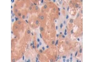 IHC-P analysis of Kidney tissue, with DAB staining. (TNXB anticorps  (AA 3824-4071))