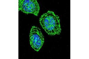 Immunofluorescence (IF) image for anti-Eukaryotic Translation Initiation Factor 2 Subunit 1 (EIF2S1) antibody (ABIN2997340) (EIF2S1 anticorps)