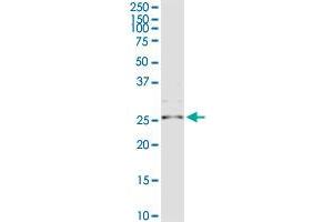 IL32 MaxPab rabbit polyclonal antibody.