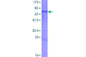 SDS-PAGE (SDS) image for Fas Apoptotic Inhibitory Molecule 3 (FAIM3) (AA 1-390) protein (GST tag) (ABIN1788325)