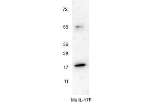 Western blot using  anti-Mouse IL-17F antibody shows detection of a band ~18 kDa in size corresponding to recombinant mouse IL-17F. (IL17F anticorps)