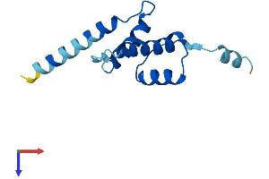 AlphaFold protein structure predicition of Human Recombinant CDKN2AIPNL Protein, UniprotID Q96HQ2