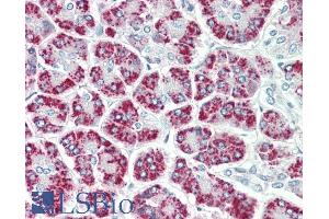 ABIN1589993 (5µg/ml) staining of paraffin embedded Human Pancreas.