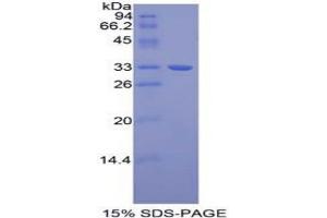 SDS-PAGE analysis of Mouse Tubulin beta 1 Protein. (TUBB1 Protéine)