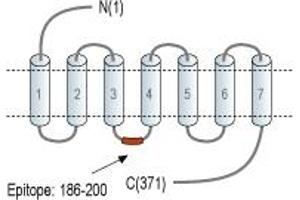 anti-G Protein-Coupled Receptor 119 (GPR119) (2nd Cytoplasmic Loop), (AA 186-200) antibody