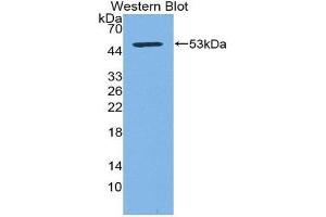 Western Blotting (WB) image for anti-CD83 (CD83) (AA 24-205) antibody (ABIN3205968) (CD83 anticorps  (AA 24-205))