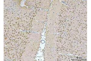 IHC analysis of NeuN/Rbfox3 using anti-NeuN/Rbfox3 antibody (ABIN7601068). (NeuN anticorps  (AA 28-304))