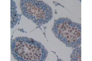 Used in DAB staining on fromalin fixed paraffin- embedded testis tissue