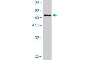 Western Blot detection against Immunogen (64. (SFTPD anticorps  (AA 21-375))