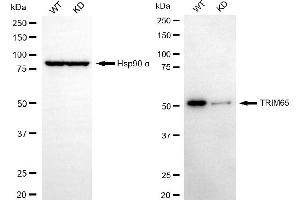 anti-Tripartite Motif Containing 65 (TRIM65) antibody