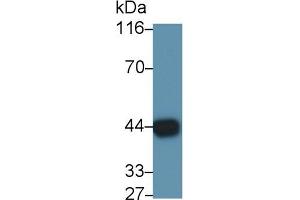 Detection of GAL9 in Mouse Testis lysate using Polyclonal Antibody to Galectin 9 (GAL9) (Galectin 9 anticorps  (AA 225-353))