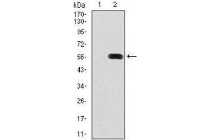Western blot analysis using PDX1 mAb against HEK293 (1) and PDX1 (AA: 39-283)-hIgGFc transfected HEK293 (2) cell lysate.