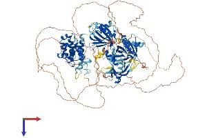 AlphaFold protein structure predicition of Mouse Recombinant Plekhm2 Protein, UniprotID Q80TQ5