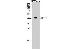 Western Blotting (WB) image for anti-omega-3 Fatty Acid Receptor 1 (O3FAR1) (Internal Region) antibody (ABIN3184844) (O3FAR1 anticorps  (Internal Region))