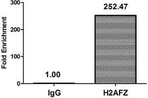Chromatin Immunoprecipitation Hela (4*10 6 , treated with 30 mM sodium butyrate for 4h) were treated with Micrococcal Nuclease, sonicated, and immunoprecipitated with 8 μg anti-H2AFZ (ABIN7139148) or a control normal rabbit IgG. (H2AFZ anticorps  (H2A.ZK11ac))