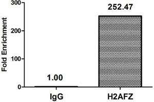 Chromatin Immunoprecipitation Hela (4*10 6 , treated with 30 mM sodium butyrate for 4h) were treated with Micrococcal Nuclease, sonicated, and immunoprecipitated with 8 μg anti-H2AFZ (ABIN7139148) or a control normal rabbit IgG. (H2AFZ anticorps  (acLys11))
