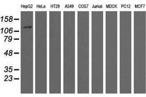 Western blot analysis of extracts (35 µg) from 9 different cell lines by using anti-MICAL1 monoclonal antibody. (MICAL1 anticorps)