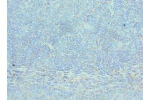 Immunohistochemistry of paraffin-embedded human tonsil tissue using ABIN7143075 at dilution of 1:100 (ACTR2 anticorps  (AA 1-160))