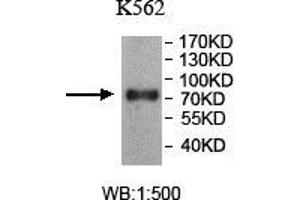 Western blot analysis of K562 lysate, using TTC25 antibody. (TTC25 anticorps  (AA 47-236))