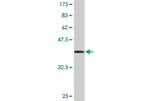 Western Blot detection against Immunogen (36.