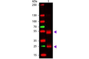 Image no. 1 for Goat anti-Rat IgG (Whole Molecule) antibody (ABIN1102379) (Chèvre anti-Rat IgG (Whole Molecule) Anticorps)