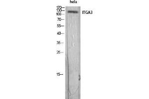 Western Blot (WB) analysis of HeLa lysis using ITGA3 antibody. (ITGA3 anticorps)