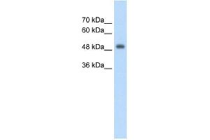 CUEDC1 antibody used at 2. (CUEDC1 anticorps  (Middle Region))
