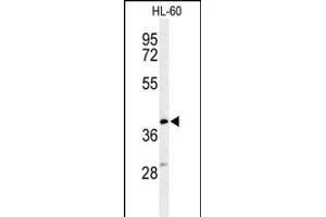 Western blot analysis of CYTB Antibody (Center) (ABIN653573 and ABIN2842948) in HL-60 cell line lysates (35 μg/lane). (Cytochrome b anticorps  (AA 201-228))