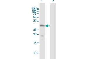 Western Blot analysis of HDAC7A expression in transfected 293T cell line by HDAC7A MaxPab polyclonal antibody. (HDAC7 anticorps  (AA 1-276))