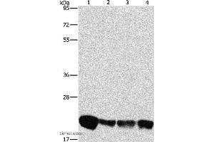 Western blot analysis of A549, K562, hela and hepG2 cell, using PEBP1 Polyclonal Antibody at dilution of 1:475 (PEBP1 anticorps)