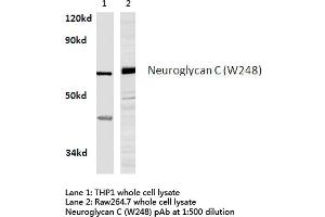 Western blot (WB) analysis of Neuroglycan C antibody in extracts from THP1 and raw264. (CSPG5 anticorps)