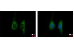 ICC/IF Image KIR2DL4 antibody detects KIR2DL4 protein at cytoplasm by immunofluorescent analysis. (KIR2DL4/CD158d anticorps  (Center))