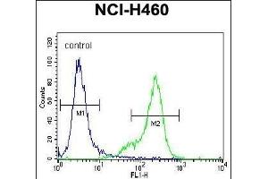 UCHL1 Antibody (C-term) (ABIN1882188 and ABIN2839165) flow cytometric analysis of NCI- cells (right histogram) compared to a negative control cell (left histogram).