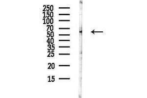 anti-Udp-N-Acetyl-alpha-D-Galactosamine:polypeptide N-Acetylgalactosaminyltransferase 1 (GalNAc-T1) (Galnt1) antibody