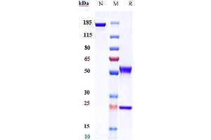 Anti-MMP9 Reference Antibody (andecaliximab) on SDS-PAGE under reducing (R) condition. (Recombinant MMP9 (Andecaliximab Biosimilar) anticorps)