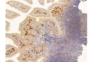 ABIN6262504 and ABIN6268640 at 1/100 staining Mouse colon tissue by IHC-P.