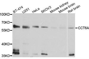 Western blot analysis of extract of various cells, using CCT6A antibody. (CCT6A anticorps)