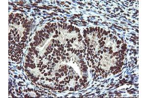 Image no. 2 for anti-O-Sialoglycoprotein Endopeptidase (OSGEP) (AA 1-335) antibody (ABIN1490751) (OSGEP anticorps  (AA 1-335))