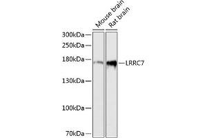 Western blot analysis of extracts of various cell lines, using LRRC7 antibody (ABIN6128203, ABIN6143347, ABIN6143348 and ABIN6216986) at 1:3000 dilution. (LRRC7 anticorps  (AA 730-890))
