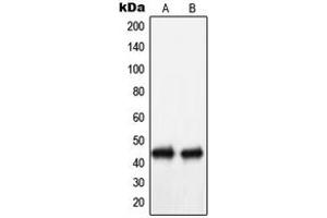 Western blot analysis of NIP1 expression in Ramos (A), COLO205 (B) whole cell lysates. (BNIP1 anticorps  (C-Term))