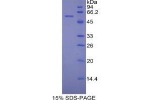 SDS-PAGE analysis of Mouse PDI Protein. (P4HB Protéine)