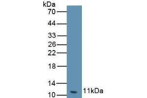 Detection of Recombinant GROg, Equine using Polyclonal Antibody to Chemokine (C-X-C Motif) Ligand 3 (CXCL3) (CXCL3 anticorps  (AA 41-113))