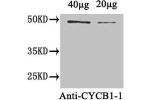 Western Blot Positive WB detected in: Arabidopsis thaliana (40 μg, 20 μg) All lanes: CYCB1-1 antibody at 1. (CYCB1-1 (AA 1-428) anticorps)