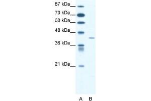 WB Suggested Anti-SSTR4 Antibody Titration: 1. (SSTR4 anticorps  (Middle Region))